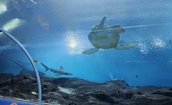 Georgia Aquarium