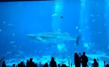 Georgia Aquarium