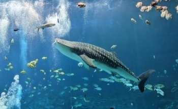 Georgia Aquarium