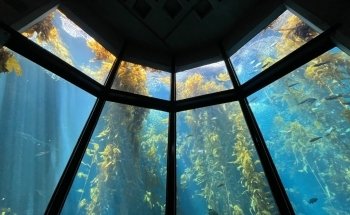 Acuario de la Bahía de Monterey
