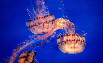 Monterey Bay Aquarium