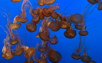 Monterey Bay Aquarium