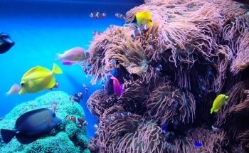 Monterey Bay Aquarium