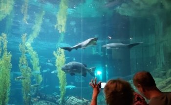 Monterey Bay Aquarium