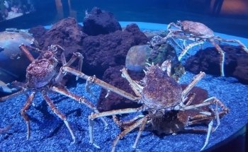Ripley's Aquarium of the Smokies