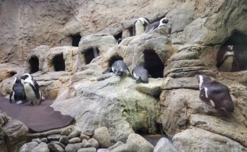 Ripley's Aquarium of the Smokies