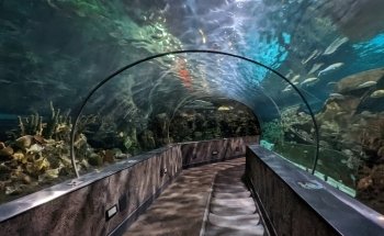 Ripley's Aquarium of the Smokies