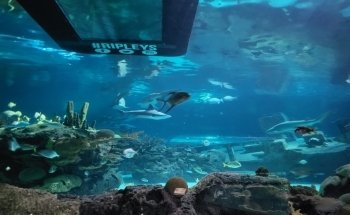 Ripley's Aquarium of the Smokies