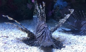 Ripley's Aquarium of the Smokies