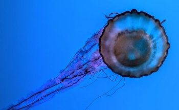 Ripley's Aquarium of the Smokies