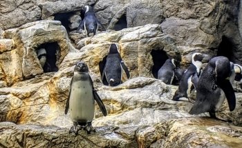 Ripley's Aquarium of the Smokies
