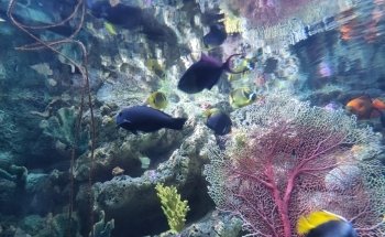 Aquarium of the Pacific