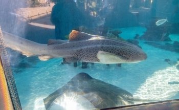 Aquarium of the Pacific