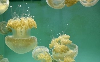 Aquarium of the Pacific