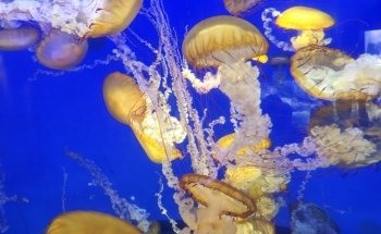 Aquarium of the Pacific