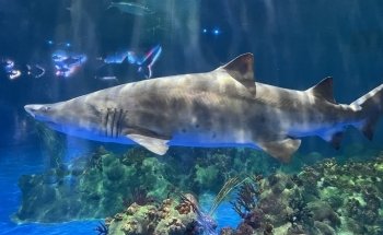SeaWorld San Antonio