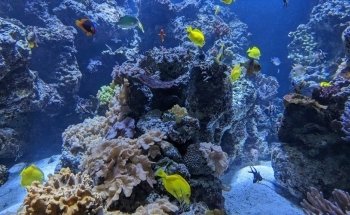 National Aquarium