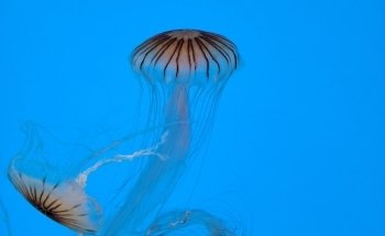 National Aquarium