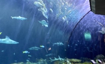 Shedd Aquarium