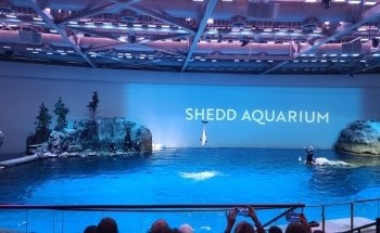 Shedd Aquarium