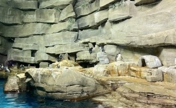Shedd Aquarium