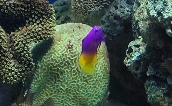 Shedd Aquarium