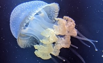 Shedd Aquarium