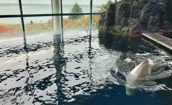 Shedd Aquarium