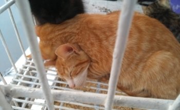 Casa Fioretti - Todo Para Sus Pequeños y Grandes Animales