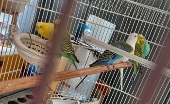 Fioretti House - Everything for Your Small and Large Animals