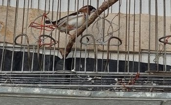 Casa Fioretti - Todo Para Sus Pequeños y Grandes Animales