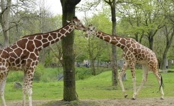 Brookfield Zoo
