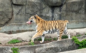 Brookfield Zoo