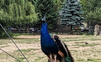 Brookfield Zoo