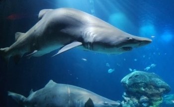 Tennessee Aquarium