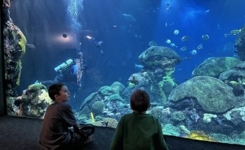 Tennessee Aquarium
