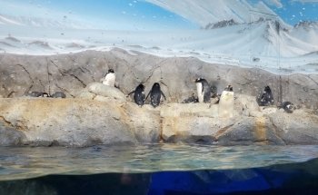 Tennessee Aquarium