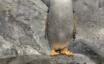 Tennessee Aquarium