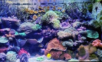 Tennessee Aquarium