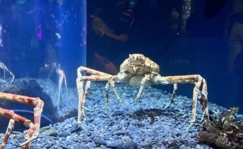 Tennessee Aquarium