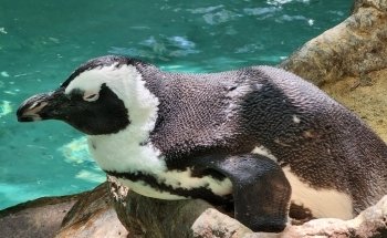 The Dallas World Aquarium