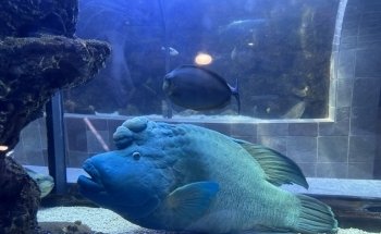 The Dallas World Aquarium