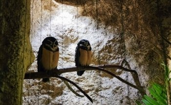 The Dallas World Aquarium