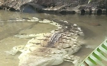 The Dallas World Aquarium