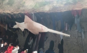 The Dallas World Aquarium