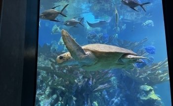 New England Aquarium