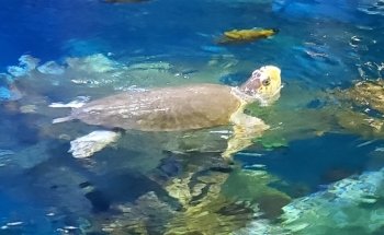 New England Aquarium