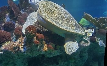 New England Aquarium