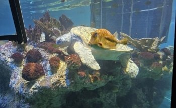 New England Aquarium