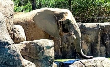 Indianapolis Zoo
